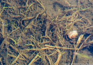 20140421 - underwater snail
